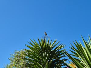 Fotografie z fotogalerie ubytování Hostal Los Almendros v destinaci Canela Baja