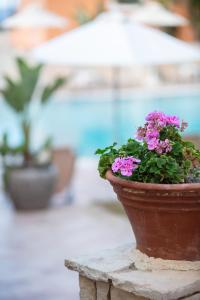 a potted plant sitting on top of a stone table at Dia Apartments in Hersonissos