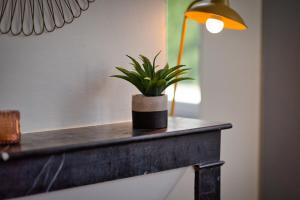 una pianta in vaso seduta su un tavolo accanto a una lampada di Le Rêve doré proche de la Gare ! a Rouen
