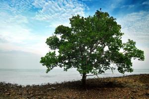 a tree sitting on the beach near the water at Mynubeholidays - NTCPD in Kampong Tanah Merah +22 photos