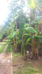 a group of banana trees with large green leaves at Flor de Jabuticabeira in Jaguariúna