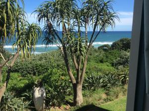 a view of a palm tree and the ocean at Misty Blue Bed and Breakfast in Durban