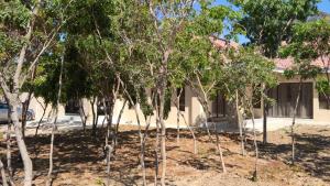 Κήπος έξω από το Silver Moon