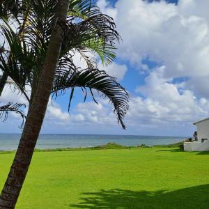 a palm tree in a green field with the ocean at 10 Seaverge in Port Edward