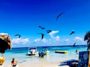 a group of people standing on a beach with birds at Day Pass Todo Incluido El Faro Beach Club & Restaurant Solo Experiencia no incluye alojamiento - 85 USD por persona in Mahahual
