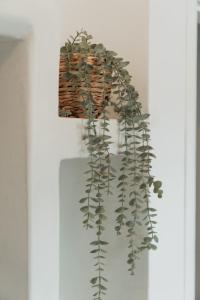 a plant in a basket on a wall at Astrio Suites in Livadi