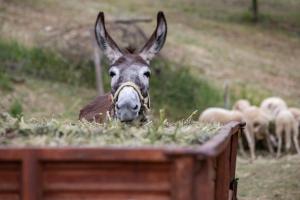 a donkey eating hay in a box with sheep in the background at Agriturismo Terra e Sapori in Campodipietra