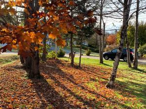 a group of trees with autumn leaves on the ground at Castle on Coburg in Rothesay