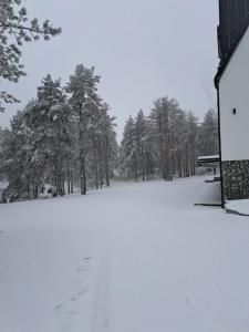 zeleni bor Divcibare tokom zime