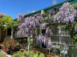 a purple wisteria tree in front of a house at The Merredin Treasury Cottage in Merredin