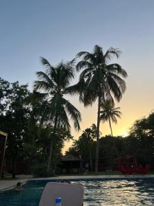 - deux palmiers dans une piscine avec une boisson dans l'établissement Chez Diarra, à Saint-Louis