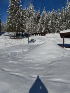 Το Casa din Curtea cu cai τον χειμώνα