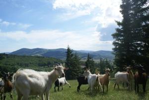 Động vật gần/tại nhà nghỉ dưỡng +8 ảnh