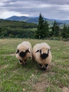 Động vật gần/tại nhà nghỉ dưỡng