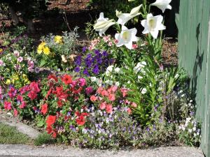 a garden of colorful flowers in a yard at Maple Lodge Motel in Matamata