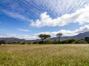 un campo de hierba con dos árboles en el fondo en Silvertree Stays, en Ciudad del Cabo 5 fotos más