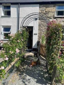 einem Hund, der in der Einfahrt eines Hauses sitzt in der Unterkunft HOLIDAY HOUSE TANYGRISIAU SNOWDONIA North Wales in Tanygrisiau