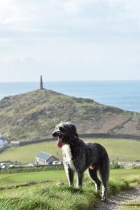 un perro blanco y negro parado en una colina en Cape Cornwall Club, en St Just 30 fotos más