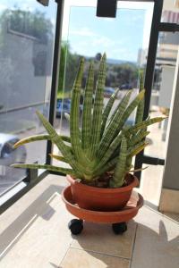 a plant in a pot sitting on a window sill at Belvedere da Madia in Monopoli