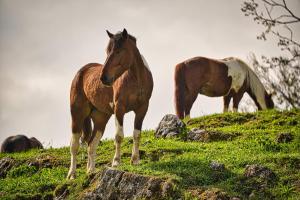 two horses standing on top of a grassy hill at Farm Stay Ana in Višnja Gora
