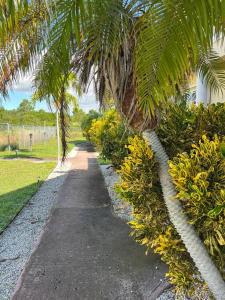 a palm tree lined path in a park at Island Serenity Cottage in Freeport