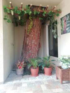 un albero nell'angolo di una casa con piante in vaso di Dream Valley حلم الوادي a Sirjbāl