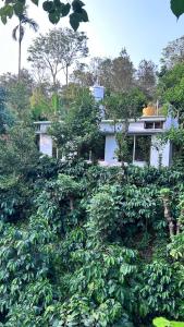 Doddakallu Betta Homestay Coorg外面的花园