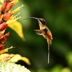Ein Kolibri fliegt neben einer Blume in der Unterkunft Rio Quijos EcoLodge in El Chaco + 37 Fotos