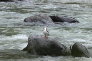 Tiere im Hotel oder in der Nähe