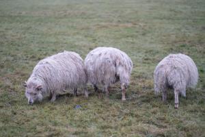 Animales en el hostal o pensión o alrededores