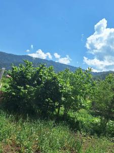 un groupe d'arbres dans un champ d'herbe dans l'établissement Natos Cottage, à Sadgeri