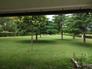 a tree in the middle of a grass field at Agriturismo Casamia in Paglieta