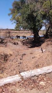 Billede fra billedgalleriet på Muke Village Camping i Livingstone