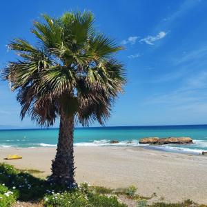 a palm tree on a sandy beach near the ocean at Casa Playa Paraiso Manilva in Manilva