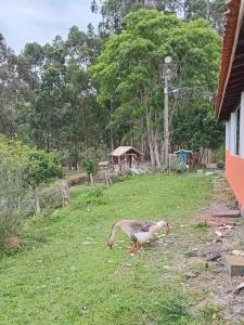 Foto sihtkohas Imaruí asuva majutusasutuse Pousada Recanto dos Pássaros galeriist