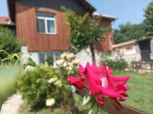 a red rose sitting in front of a house at Villa Nina in Kramolin in Kramolin