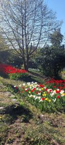a field of flowers with a tree in the background at Sakura No Ie in San Carlos de Bariloche +1 photo