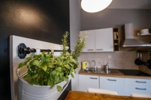 a kitchen with a plant in a bucket on the counter at MY DALMATIA - Beach Apartment Neno in Ražanac +26 photos