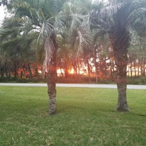 due palme in un prato di MEET ME AT SUNSET home a Jekyll Island