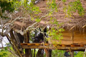 Gallery image of Habarana Wildwood Treehouse in Habarana
