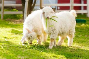 Ein Schaf und ein Baby-Lamm stehen im Gras in der Unterkunft Society House Luxury Hostel in Pai