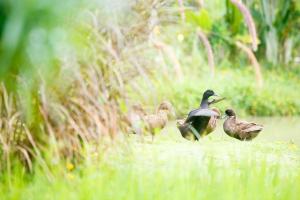 eine Gruppe Enten, die im Gras wandern in der Unterkunft Society House Luxury Hostel in Pai