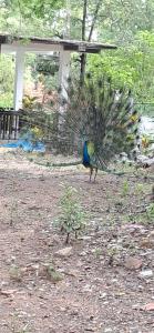 Zahrada ubytování Dream Villa Sigiriya