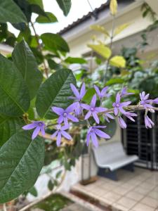 Ein Garten an der Unterkunft DeCherating privatepool