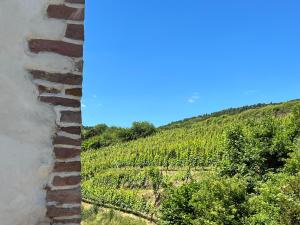a brick wall with a view of a vineyard at Domaine La Cour Des Nobles - Demeure, Maison et Appartements au coeur de Riquewihr in Riquewihr