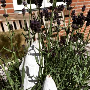 a bunch of purple flowers in a garden at Maltes Hüs in Braderup