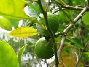 Um jardim no exterior de Herelle's Eden