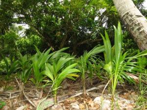 Um jardim no exterior de Herelle's Eden