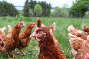 Photo de la galerie de l'établissement Key Cottage, à Boyle