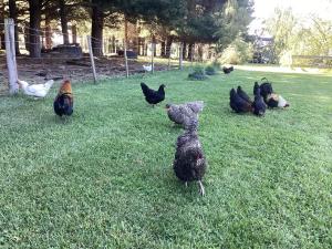 a group of chickens standing around in the grass at Oxford Tiny House in Oxford